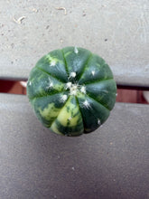 Load image into Gallery viewer, Astrophytum asterias Variegated
