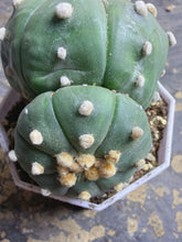 Load image into Gallery viewer, Astrophytum asterias
