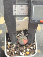 Load image into Gallery viewer, Astrophytum asterias Variegated
