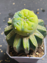 Load image into Gallery viewer, Lophophora Fricii Variegated

