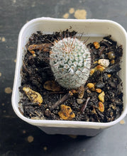 Load image into Gallery viewer, Mammillaria perezdelarosae subs. andersoniana
