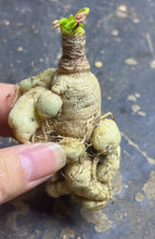 Load image into Gallery viewer, Euphorbia subapoda

