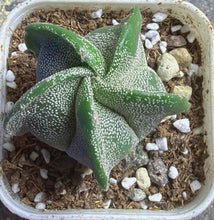Load image into Gallery viewer, Astrophytum myriostigma
