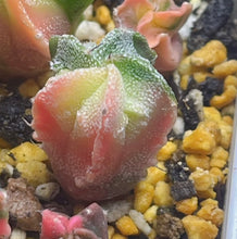 Load image into Gallery viewer, Astrophytum myriostigma variegated
