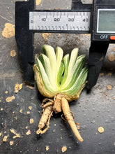 Load image into Gallery viewer, Haworthia truncata  variegated
