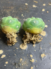 Load image into Gallery viewer, CORYPHANTHA ELEPHANTIDENS CV. INERMIS  ( each)
