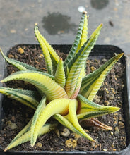 Load image into Gallery viewer, Haworthia limifolia f.variegata
