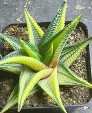 Load image into Gallery viewer, Haworthia limifolia f.variegata
