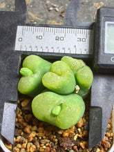 Load image into Gallery viewer, Conophytum Maughanii
