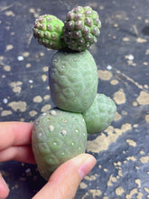 Load image into Gallery viewer, Tephrocactus geometricus
