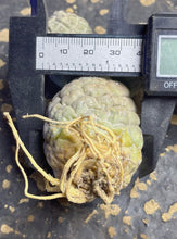Load image into Gallery viewer, Tephrocactus geometricus

