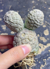 Load image into Gallery viewer, Tephrocactus geometricus
