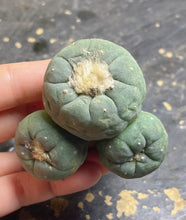 Load image into Gallery viewer, Lophophora peyote
