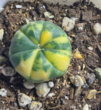 Load image into Gallery viewer, Astrophytum asterias Variegated
