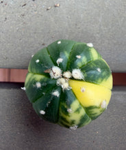 Load image into Gallery viewer, Astrophytum asterias Variegated
