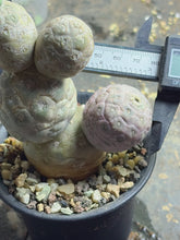 Load image into Gallery viewer, Tephrocactus geometricus
