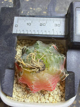 Load image into Gallery viewer, Gymnocalycium mihanovichii variegata
