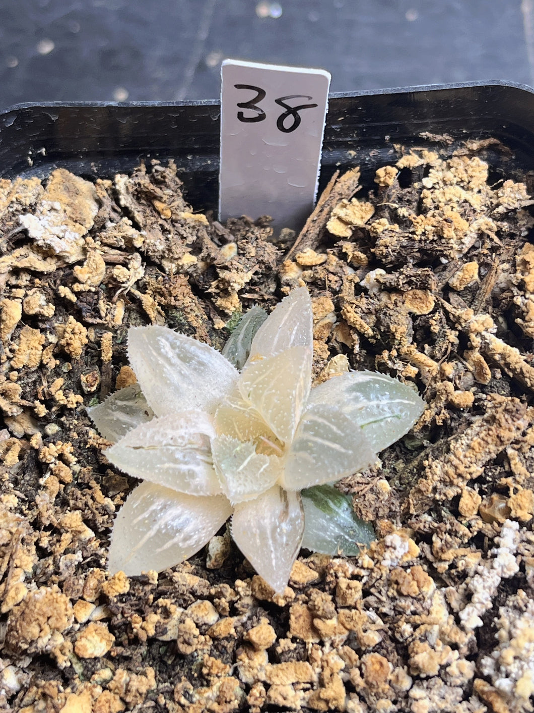 Haworthia variegated