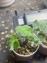Load image into Gallery viewer, Pelargonium mirabile（each）
