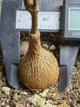 Load image into Gallery viewer, Petopentia natalensis
