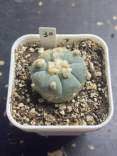 Load image into Gallery viewer, Lophophora peyote
