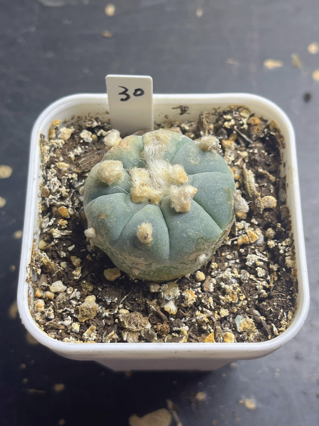 Lophophora peyote