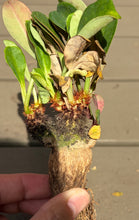 Load image into Gallery viewer, Euphorbia Ramena
