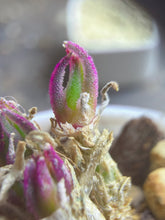 Load image into Gallery viewer, Phyllobolus resurgens
