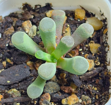 Load image into Gallery viewer, Frithia humilis
