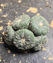 Load image into Gallery viewer, Astrophytum asterias
