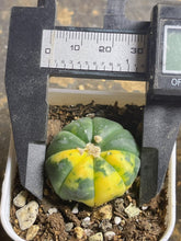 Load image into Gallery viewer, Astrophytum asterias Variegated
