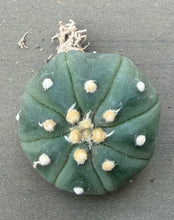 Load image into Gallery viewer, Astrophytum asterias
