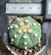 Load image into Gallery viewer, Astrophytum asterias
