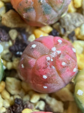 Load image into Gallery viewer, Astrophytum asterias Variegated
