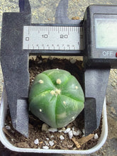 Load image into Gallery viewer, Astrophytum asterias Variegated
