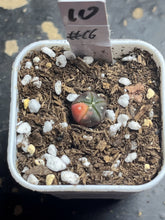 Load image into Gallery viewer, Astrophytum asterias Variegated
