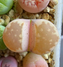 Load image into Gallery viewer, Lithops Variegated
