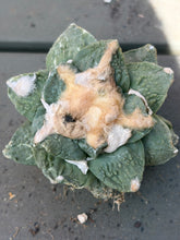 Load image into Gallery viewer, Ariocarpus fissuratus
