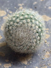 Load image into Gallery viewer, Parodia scopa var. albispinus
