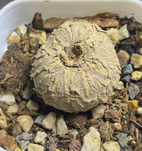 Load image into Gallery viewer, Euphorbia Rapulum
