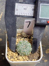 Load image into Gallery viewer, Astrophytum asterias
