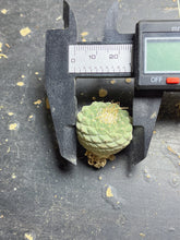 Load image into Gallery viewer, Strombocactus disciformis
