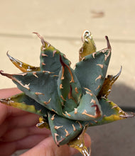 Load image into Gallery viewer, Agave utahensis var. eborispina
