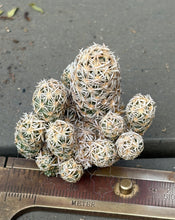 Load image into Gallery viewer, Escobaria cactus E.minima
