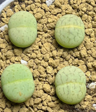 Load image into Gallery viewer, Lithops vanzylii green
