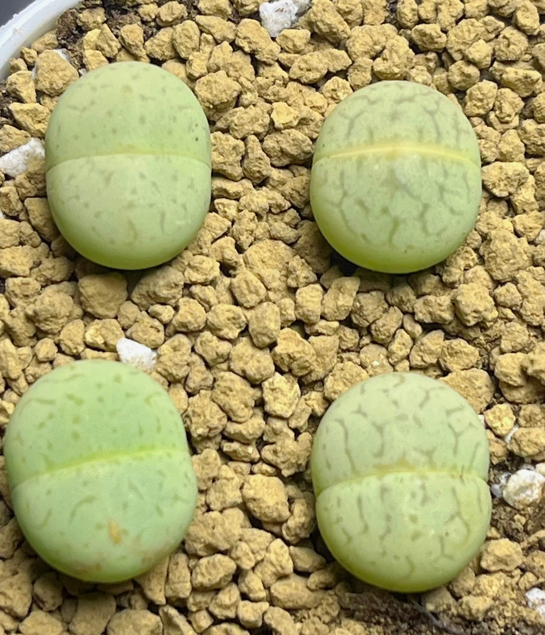 Lithops vanzylii green