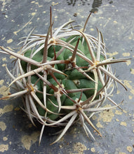 Load image into Gallery viewer, Gymnocalycium hybopleurum
