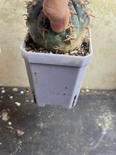 Load image into Gallery viewer, GYMNOCALYCIUM spegazzinii v.unguispinum
