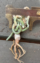 Load image into Gallery viewer, Anacampseros papyracea
