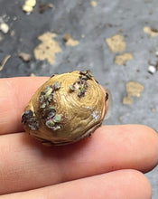 Load image into Gallery viewer, Othonna cacalioides
